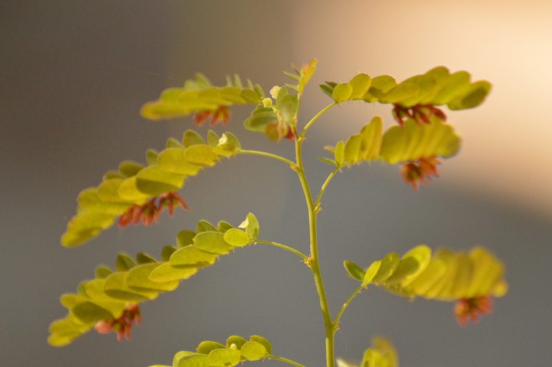 Phyllanthus niruri, photographed by Andrea Gantzer