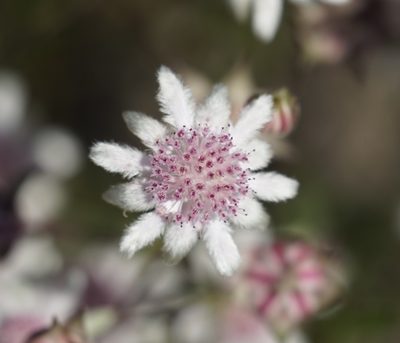 Actinotus forsythii, photographed by Tim