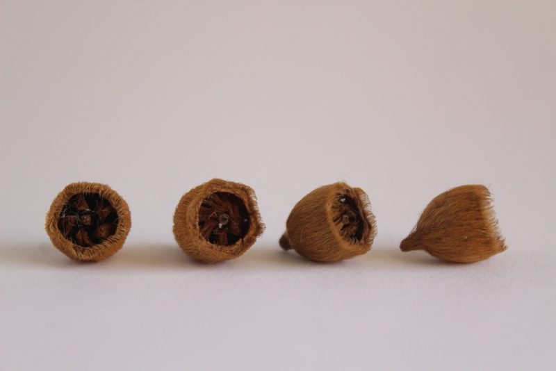 Pleroma mutabile, photographed by LPB