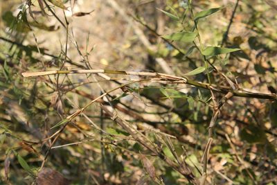 Lasiacis ruscifolia, photographed by Viacheslav Shalisko