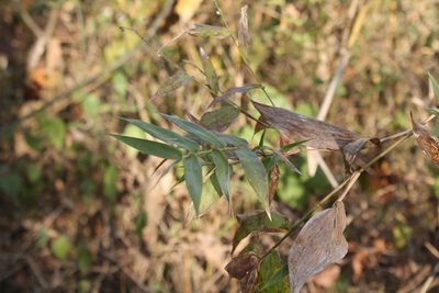 Lasiacis ruscifolia, photographed by Viacheslav Shalisko