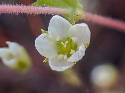 Sabulina californica, photographed by Trevor Van Loon