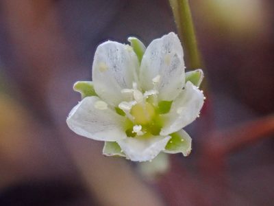Sabulina californica, photographed by Trevor Van Loon