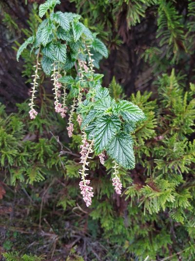 Ribes andicola, photographed by Andrés Ramírez-Barrera