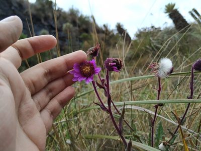 Senecio wedglacialis, photographed by Andrés Ramírez-Barrera