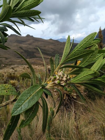 Solanum stenophyllum, photographed by Andrés Ramírez-Barrera