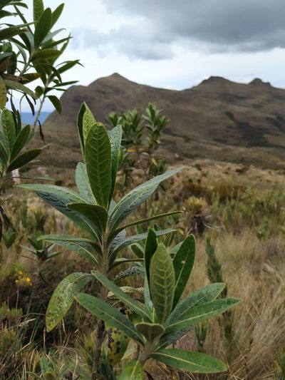 Solanum stenophyllum, photographed by Andrés Ramírez-Barrera