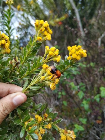 Pentacalia ledifolia, photographed by Andrés Ramírez-Barrera