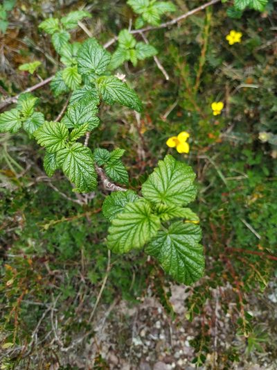 Ribes andicola, photographed by Andrés Ramírez-Barrera