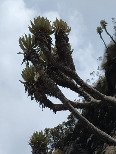 Espeletia cachaluensis, photographed by Andrés Ramírez-Barrera