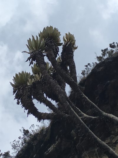 Espeletia cachaluensis, photographed by Andrés Ramírez-Barrera