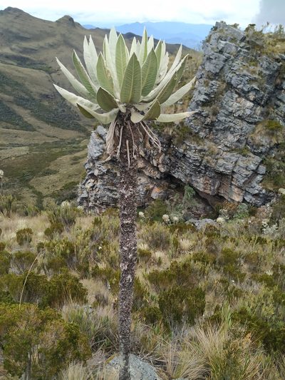 Espeletia cachaluensis, photographed by Andrés Ramírez-Barrera