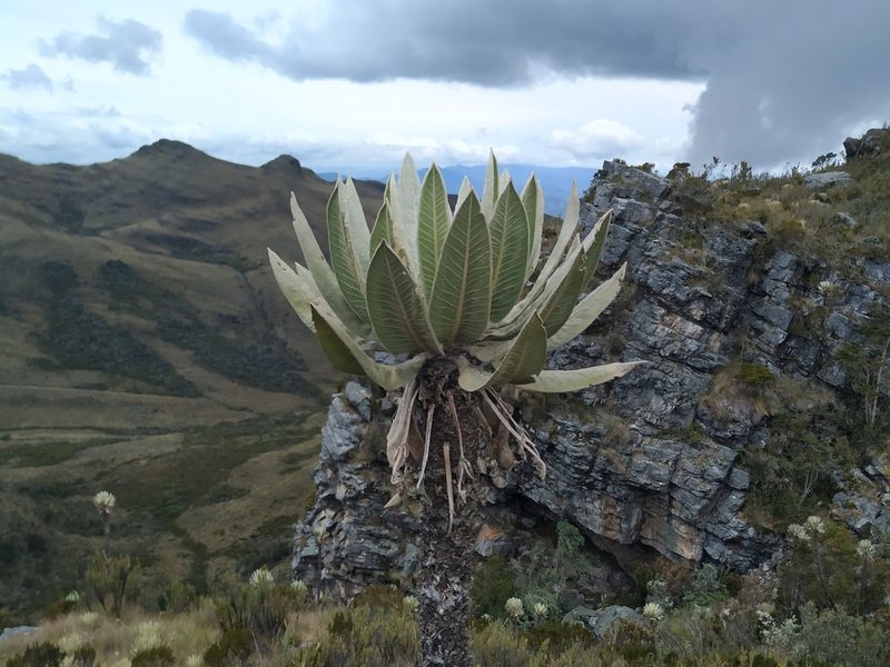 Espeletia cachaluensis, photographed by Andrés Ramírez-Barrera