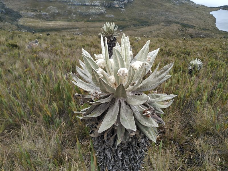 Espeletia incana, photographed by Andrés Ramírez-Barrera