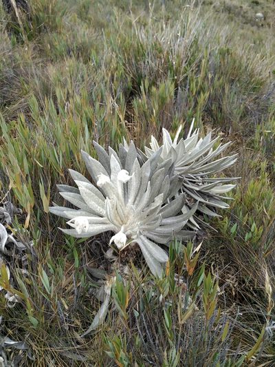 Espeletia incana, photographed by Andrés Ramírez-Barrera