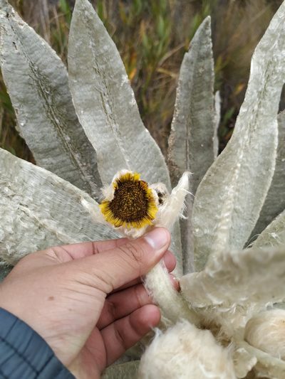 Espeletia incana, photographed by Andrés Ramírez-Barrera