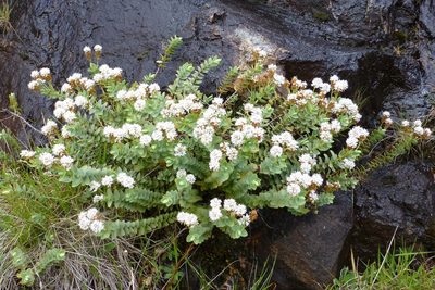 Veronica amplexicaulis, photographed by Murray Dawson