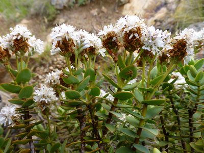 Veronica amplexicaulis, photographed by Murray Dawson