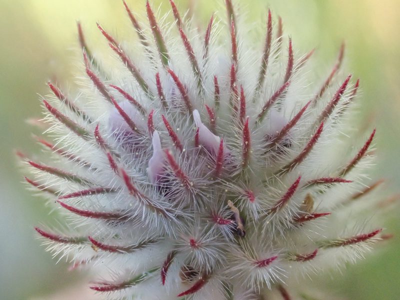 Trifolium columbinum, photographed by Trevor Van Loon