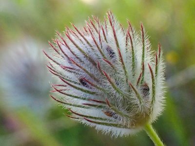 Trifolium columbinum, photographed by Trevor Van Loon
