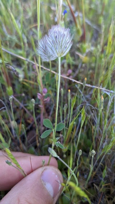 Trifolium columbinum, photographed by Trevor Van Loon