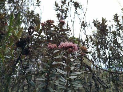 Ageratina gynoxoides, photographed by Andrés Ramírez-Barrera