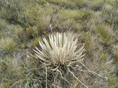 Espeletia congestiflora, photographed by Andrés Ramírez-Barrera