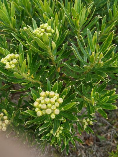 Monticalia pulchella, photographed by Andrés Ramírez-Barrera