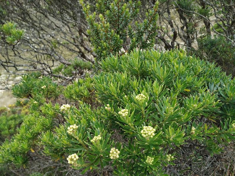 Monticalia pulchella, photographed by Andrés Ramírez-Barrera