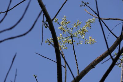 Garuga pinnata, photographed by Dinesh Valke