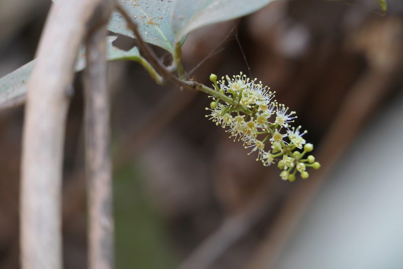 Combretum albidum, photographed by Dinesh Valke