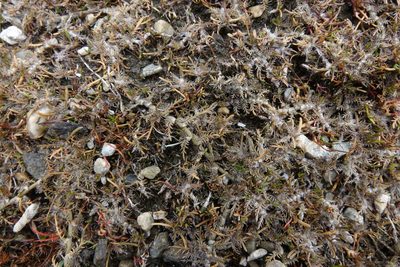 Leptinella maniototo, photographed by John Barkla