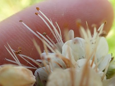Phacelia egena, photographed by Trevor Van Loon