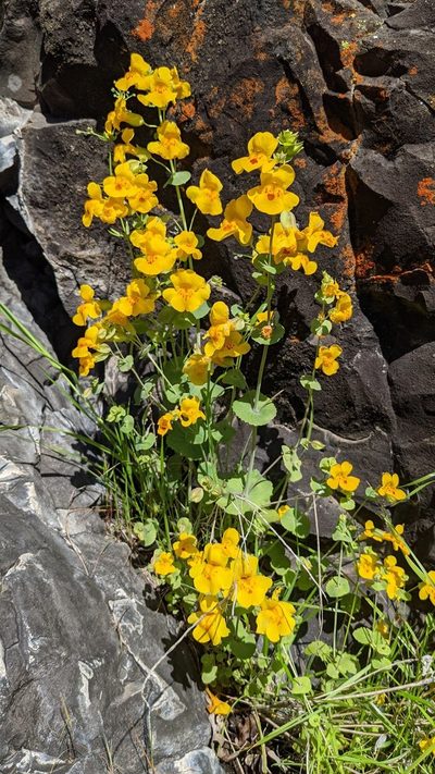 Erythranthe glaucescens, photographed by Trevor Van Loon