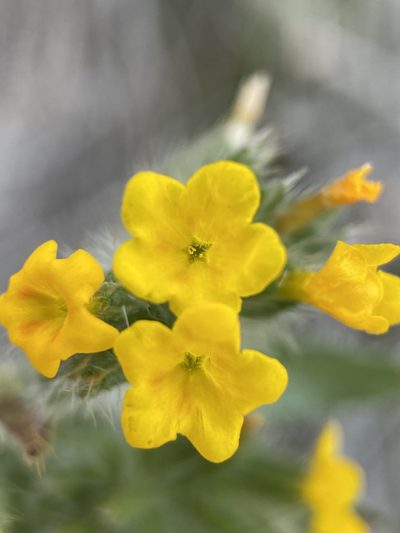 Amsinckia lycopsoides, photographed by Matt Berger