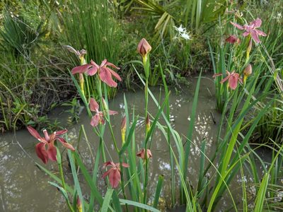 Iris fulva, photographed by Philip Vanbergen