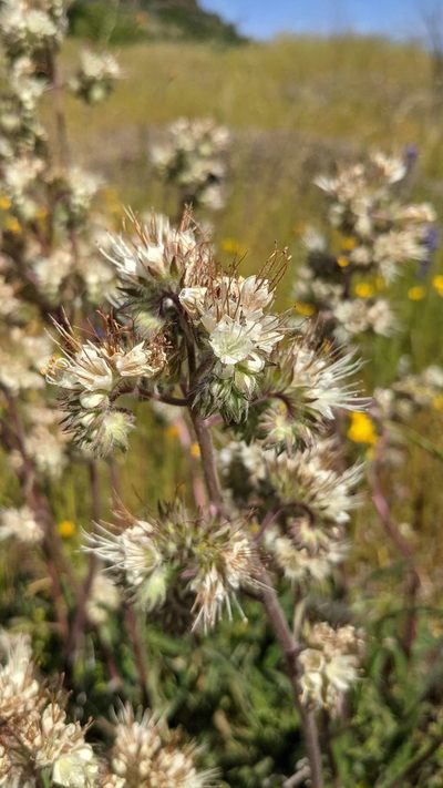 Phacelia egena, photographed by Trevor Van Loon