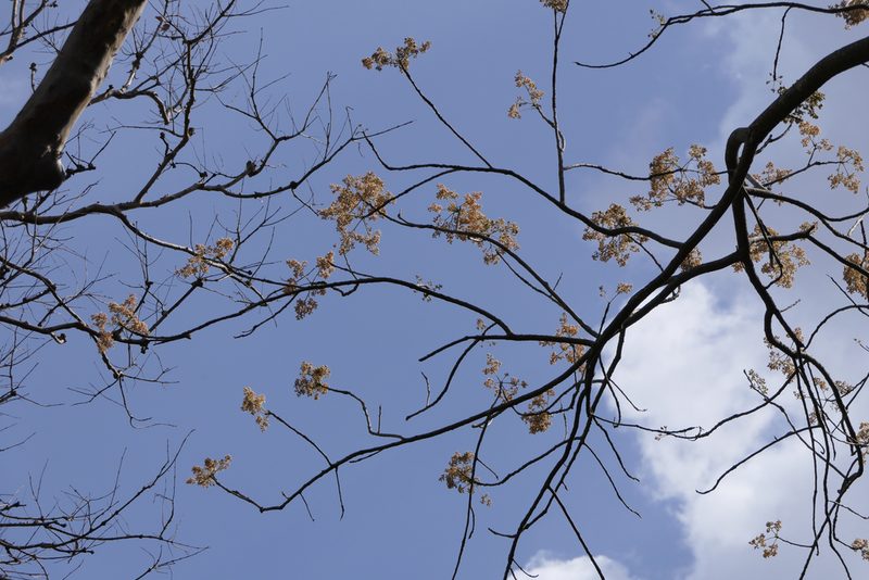 Garuga pinnata, photographed by Dinesh Valke