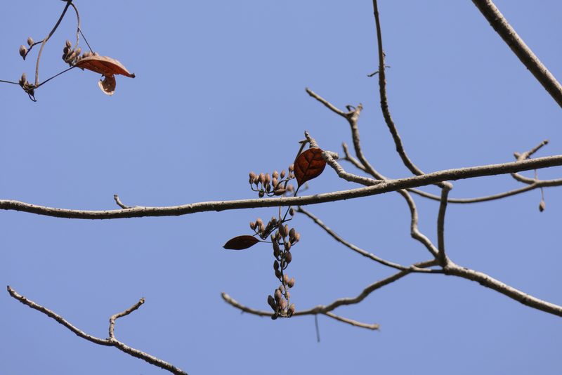 Hymenodictyon orixense, photographed by Dinesh Valke