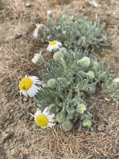 Erigeron poliospermus, photographed by Matt Berger