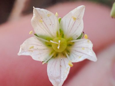 Sabulina californica, photographed by Trevor Van Loon