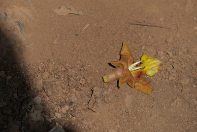 Gmelina arborea, photographed by Dinesh Valke