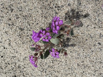 Abronia villosa, photographed by Jim Riley