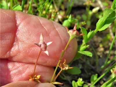 Houstonia micrantha, photographed by Annika Lindqvist