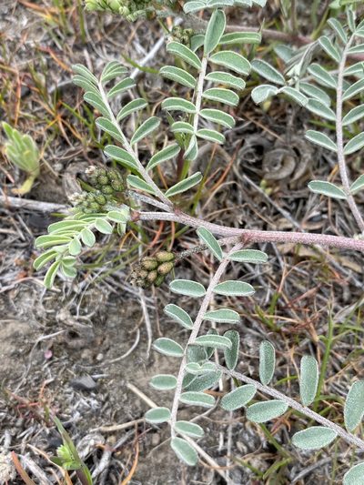 Astragalus speirocarpus, photographed by Matt Berger