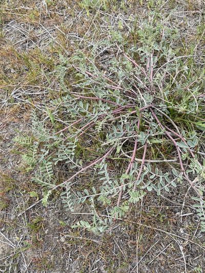 Astragalus speirocarpus, photographed by Matt Berger