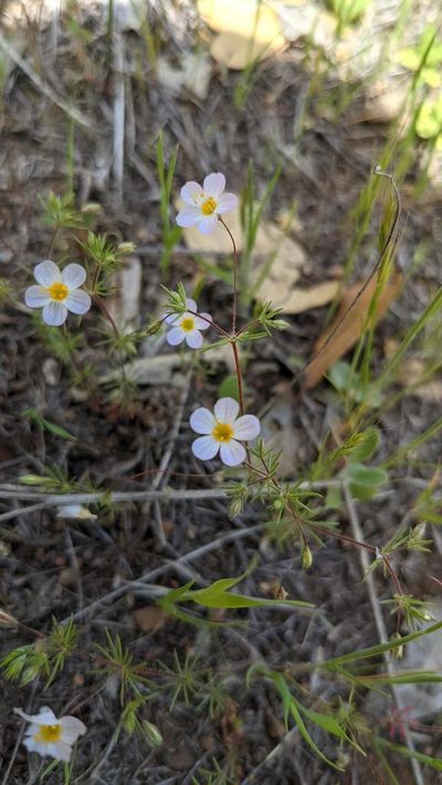 Leptosiphon filipes, photographed by Trevor Van Loon