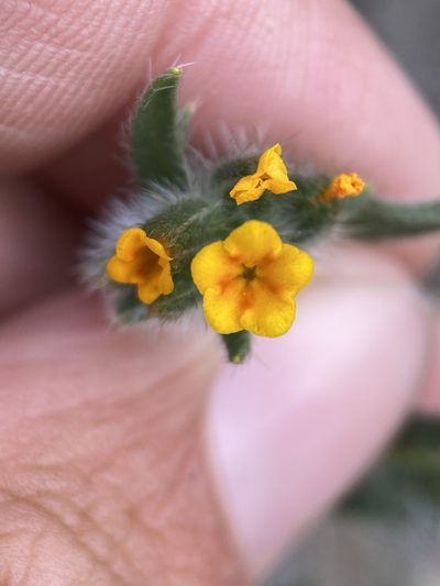 Amsinckia lycopsoides, photographed by Matt Berger