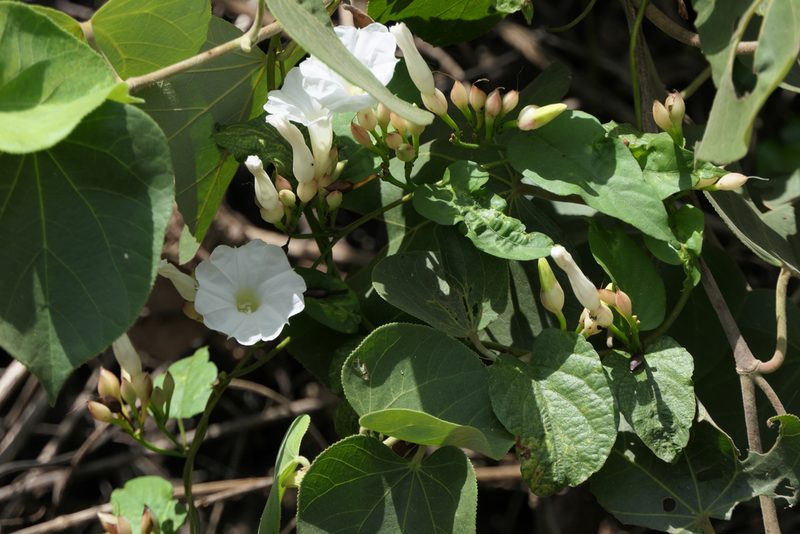 Camonea pilosa, photographed by Dinesh Valke