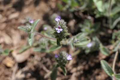 Nelsonia canescens, photographed by Dinesh Valke